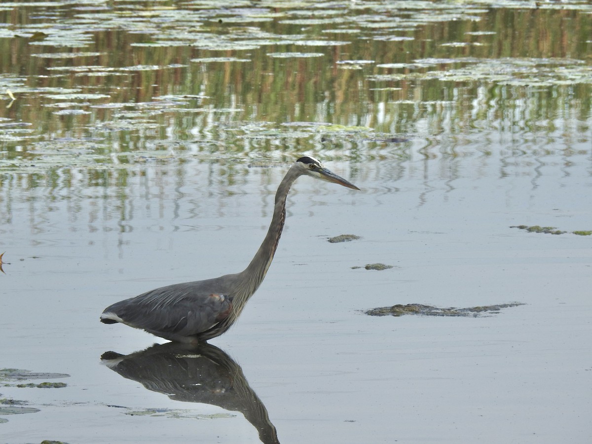 Great Blue Heron - ML642069181