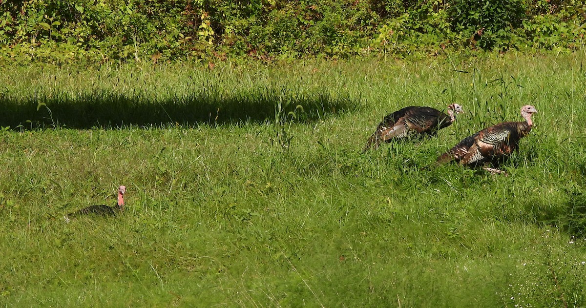 Guajolote Gallipavo - ML642069194