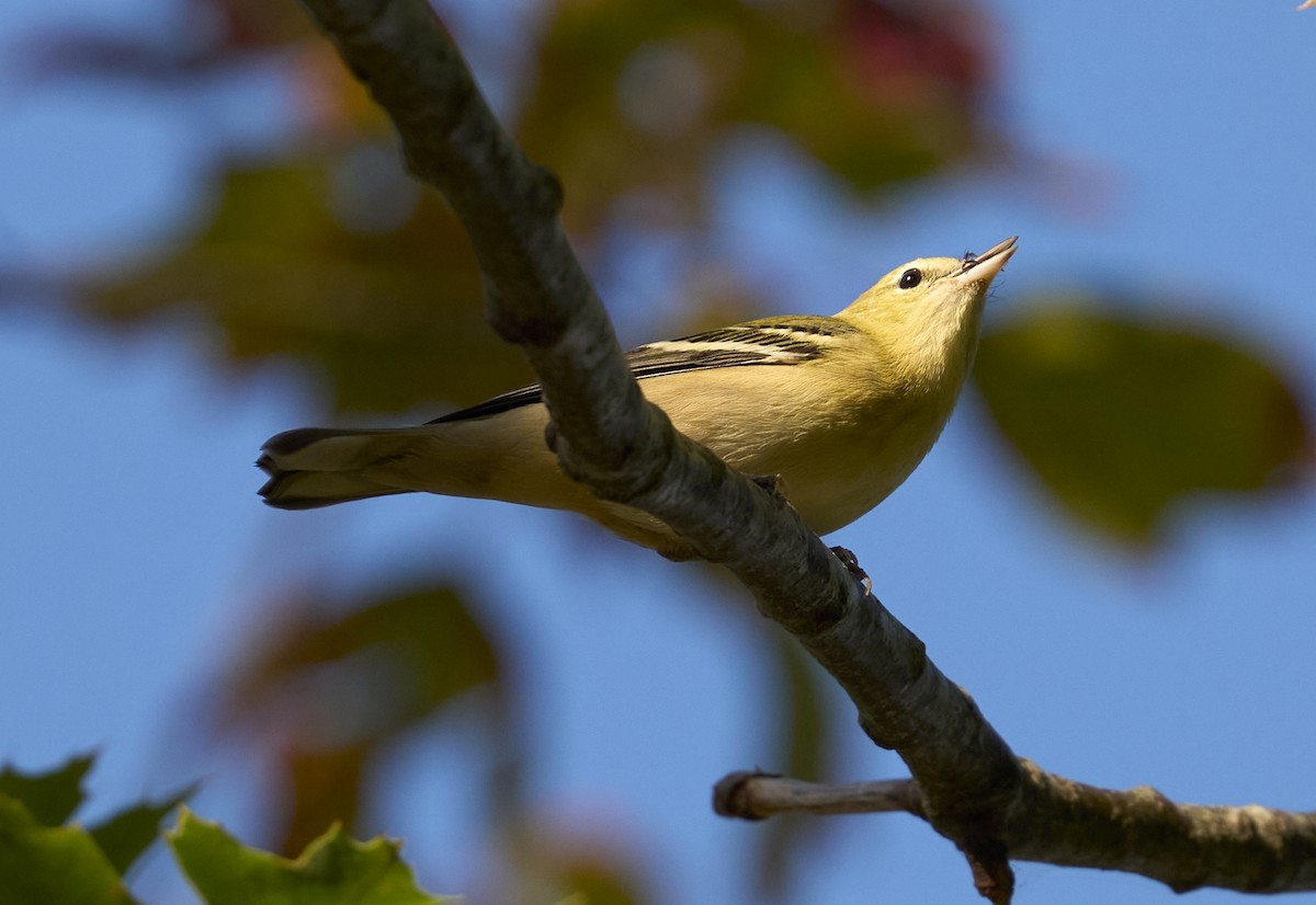 Bay-breasted Warbler - ML642069196