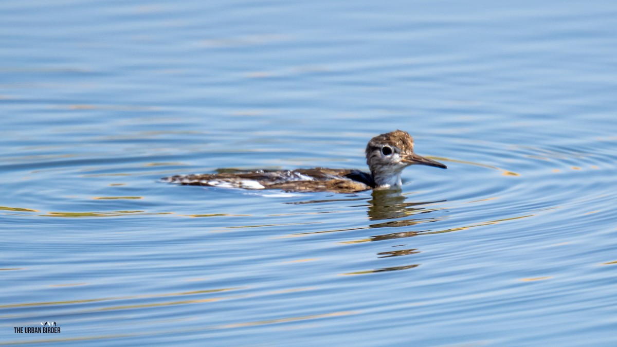Common Sandpiper - ML642069200