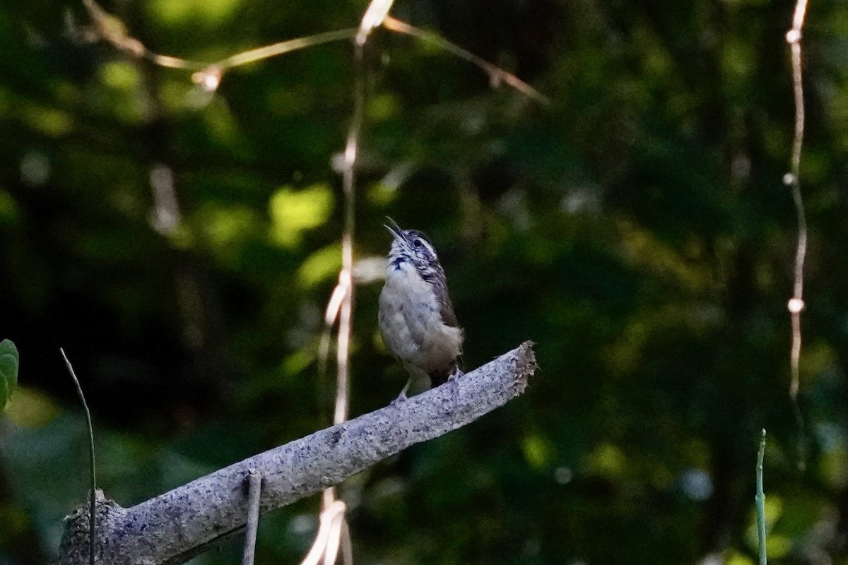 Carolina Wren - ML642069215