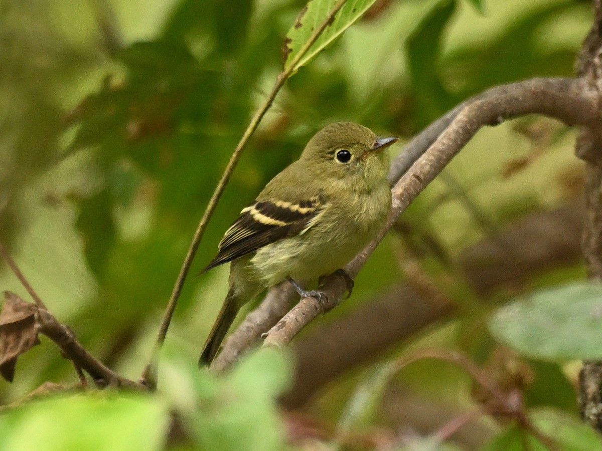 Yellow-bellied Flycatcher - ML642069216