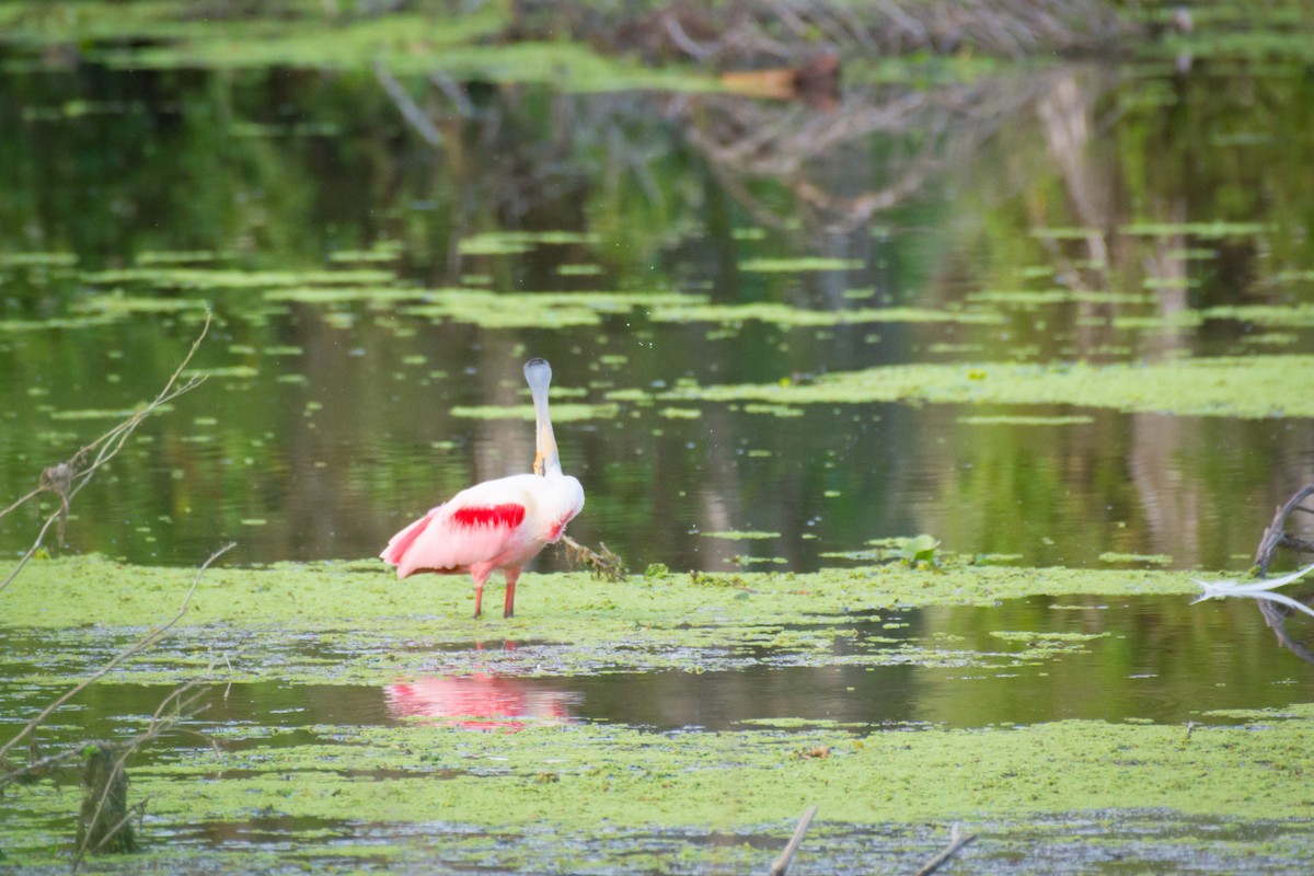 Roseate Spoonbill - ML642069261