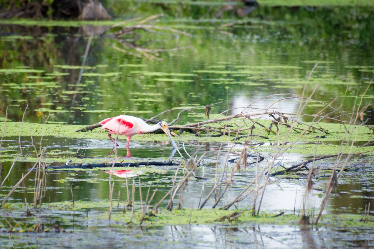 Roseate Spoonbill - ML642069262