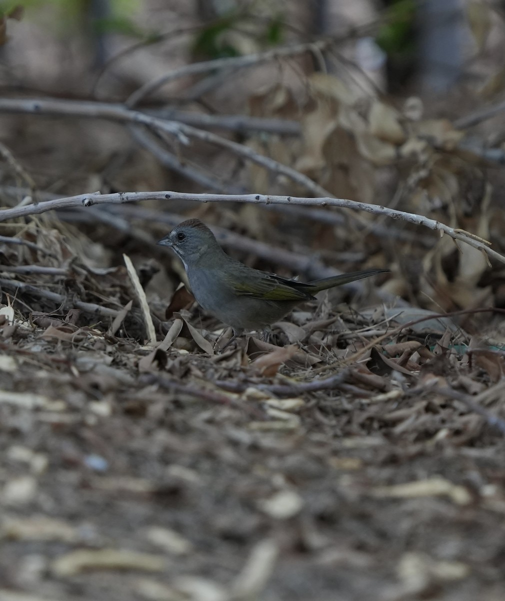 Green-tailed Towhee - ML642069268