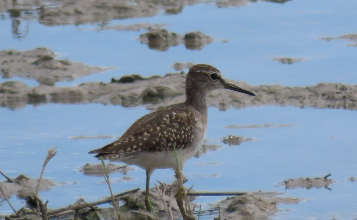 Wood Sandpiper - ML642069293