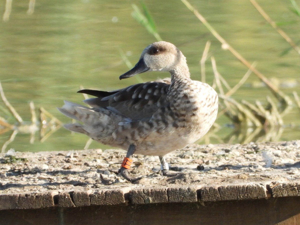Marbled Duck - ML642069316