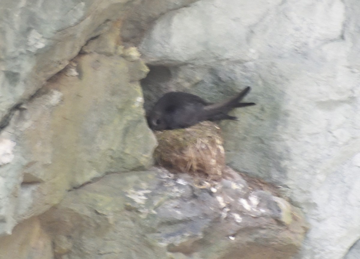 Black Swift - ML642069317