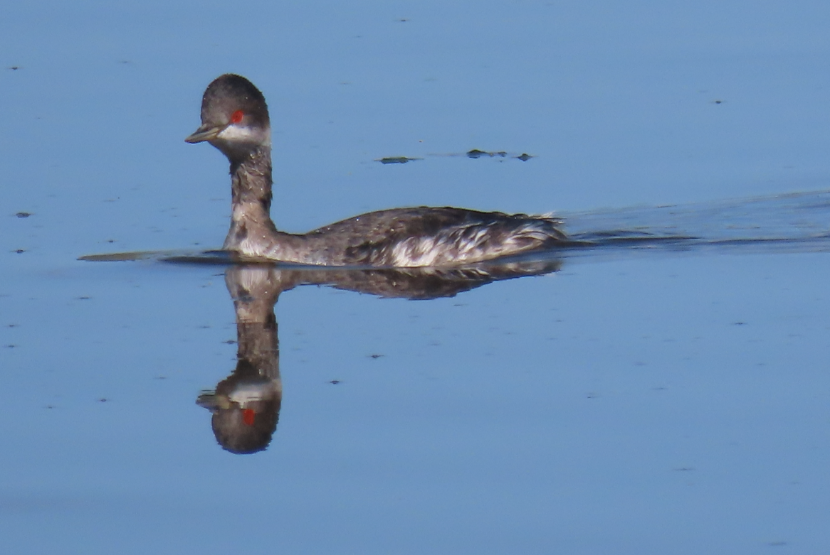Eared Grebe - ML642069318