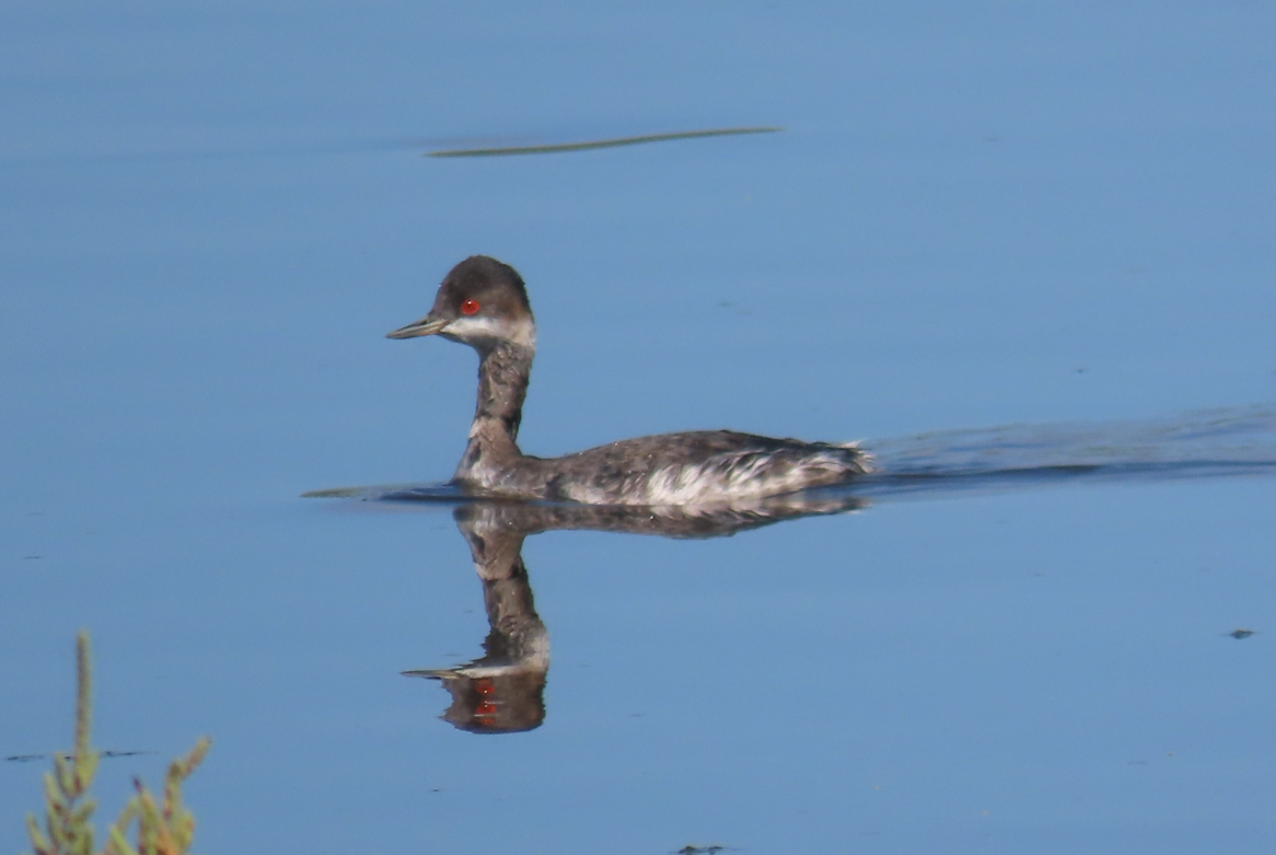 Eared Grebe - ML642069320