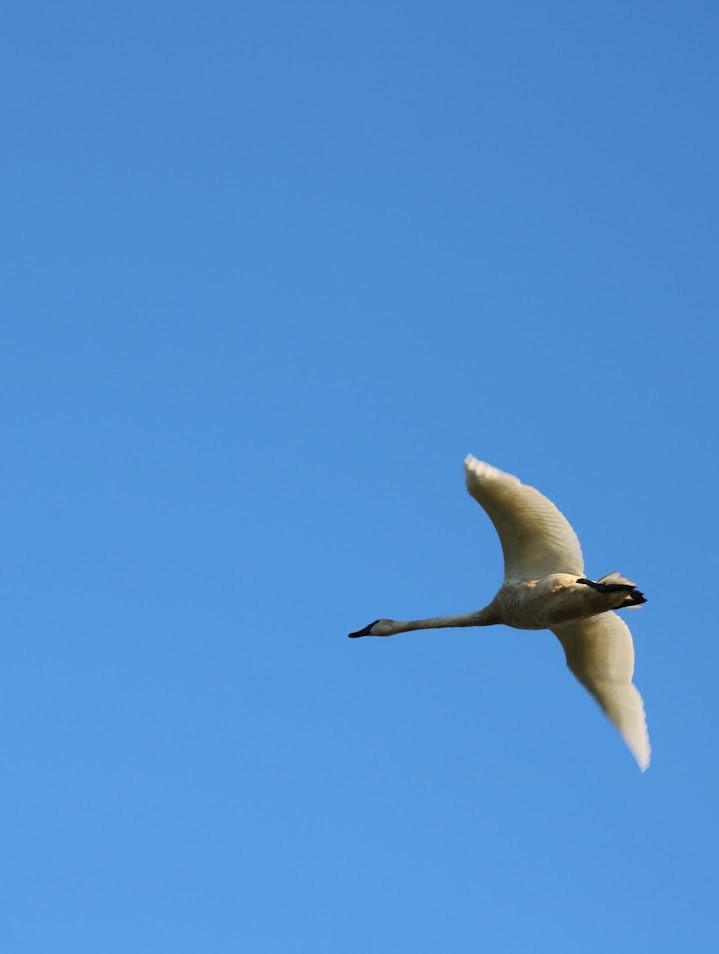 Trumpeter Swan - ML642069322