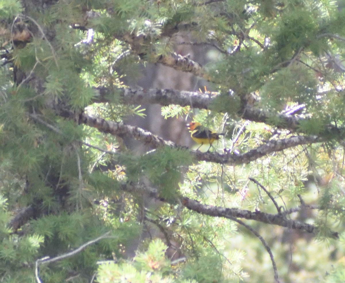 Western Tanager - ML642069323