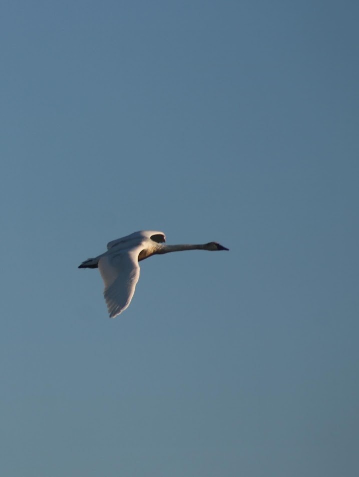 Trumpeter Swan - ML642069324