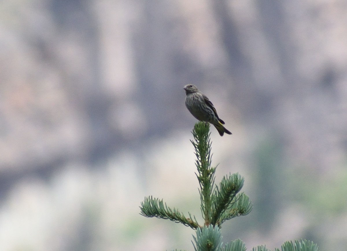 Pine Siskin - ML642069332