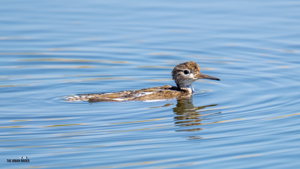 Common Sandpiper - ML642069337