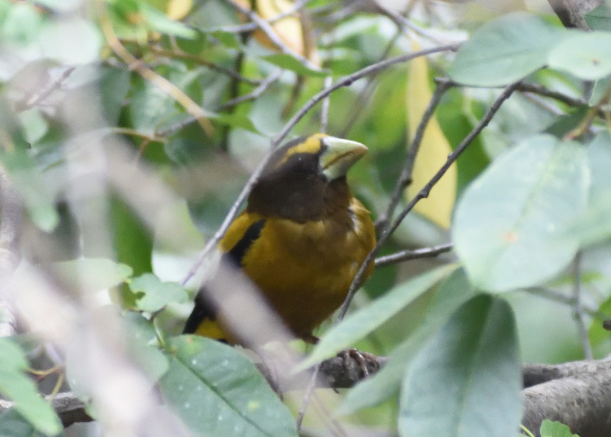 Evening Grosbeak - ML642069342