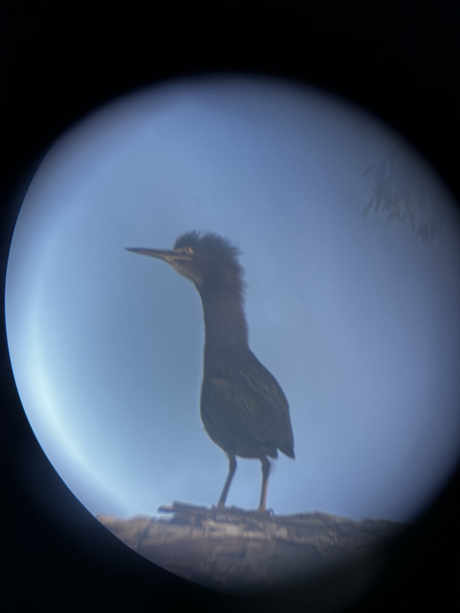 Koartzatxo berdea - ML642069347