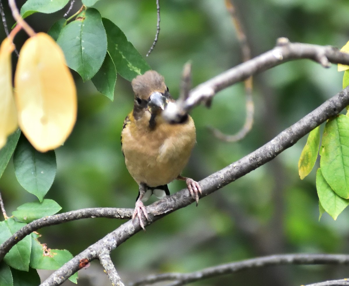 Evening Grosbeak - ML642069355