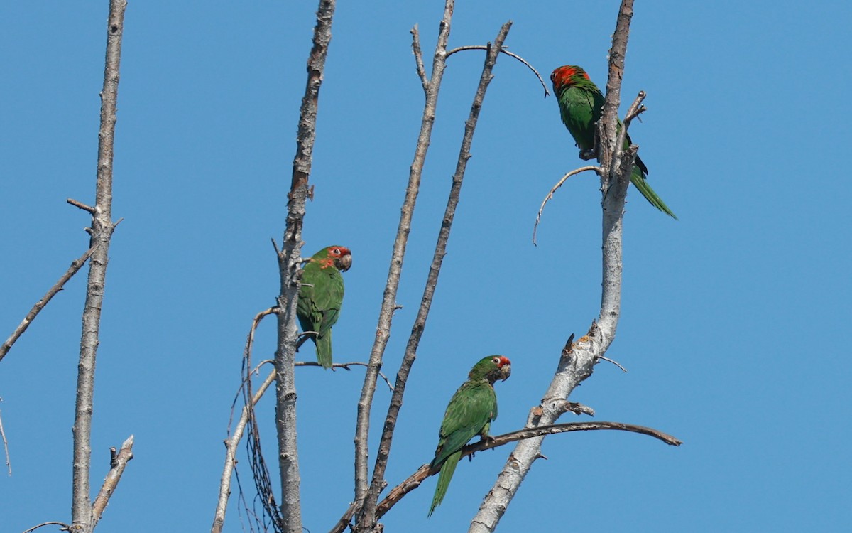 Aratinga Mitrada - ML642069356