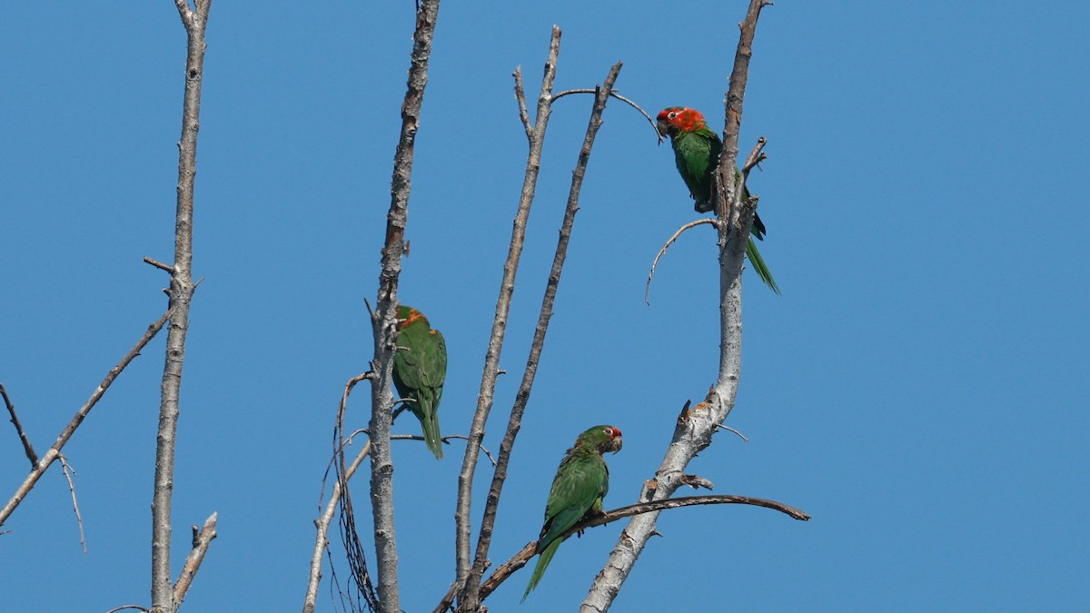 Aratinga Mitrada - ML642069357