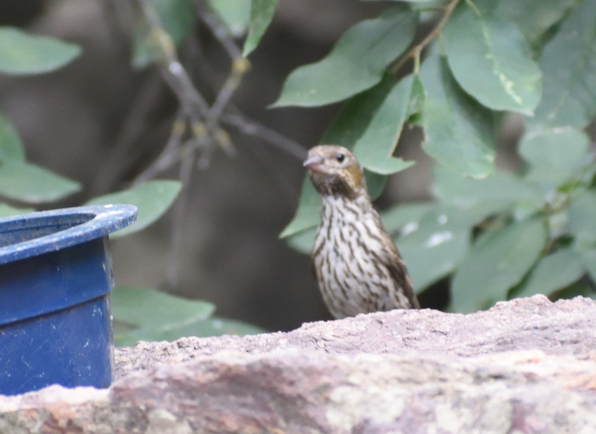 Cassin's Finch - ML642069370