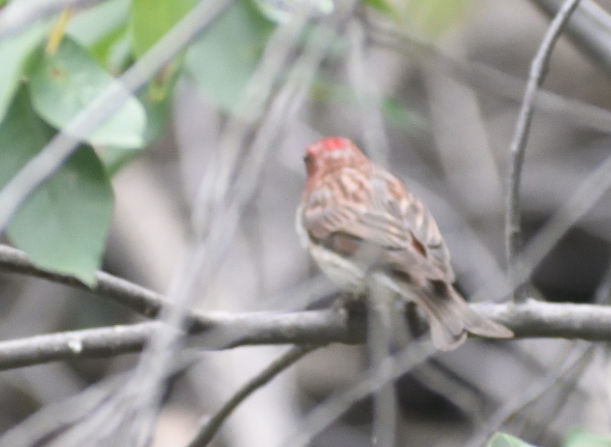 Cassin's Finch - ML642069373