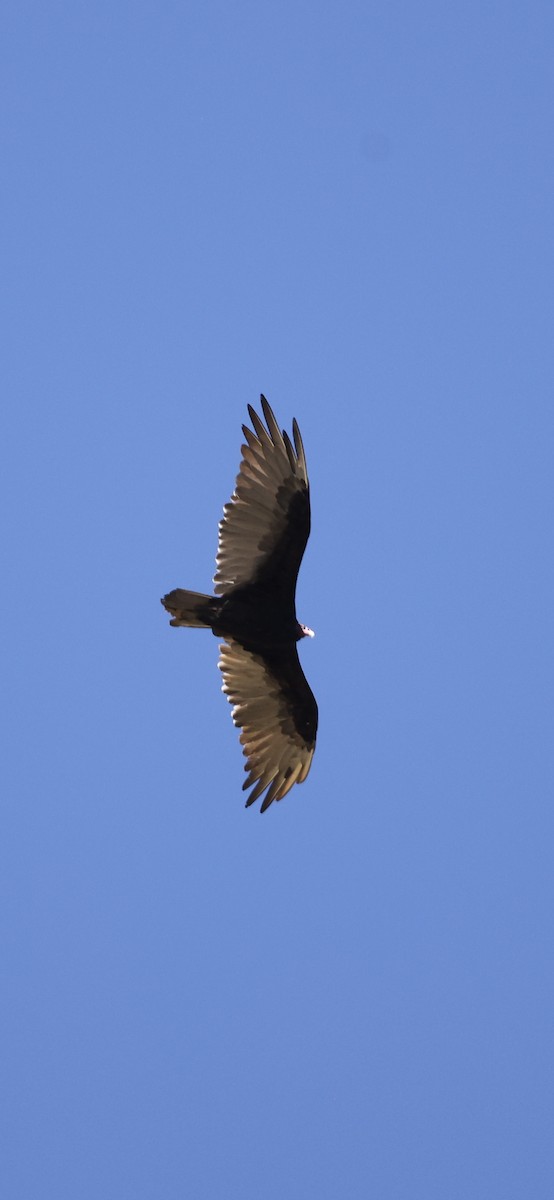 Turkey Vulture - ML642069377