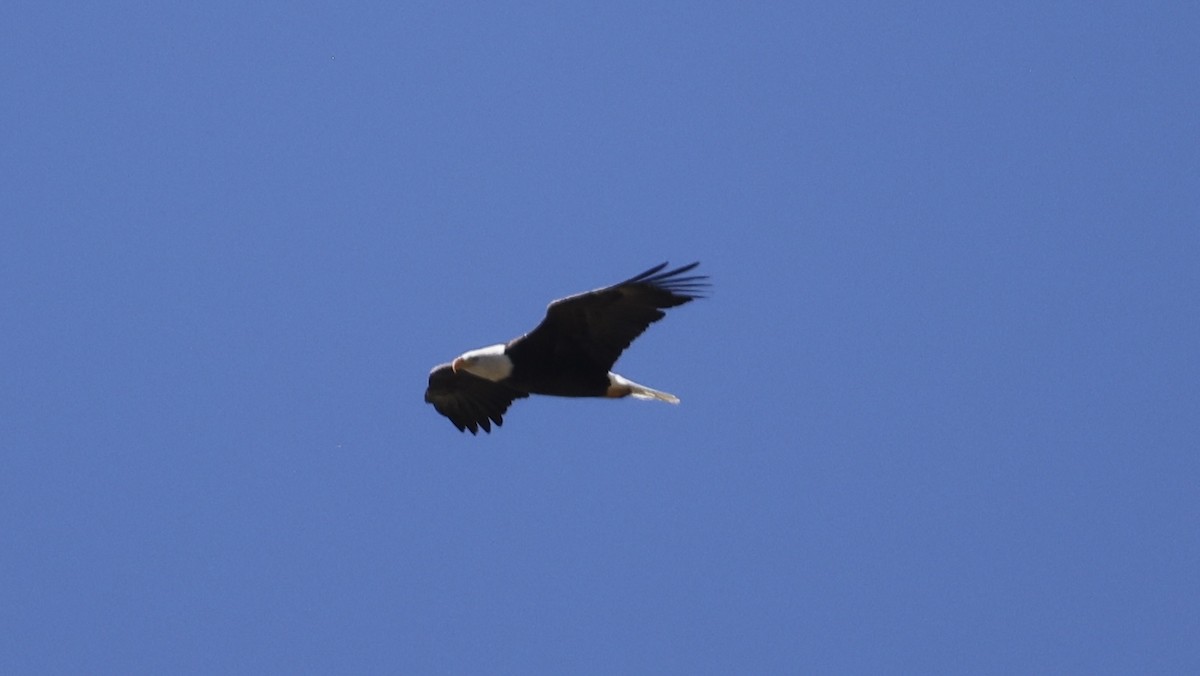 Bald Eagle - ML642069383