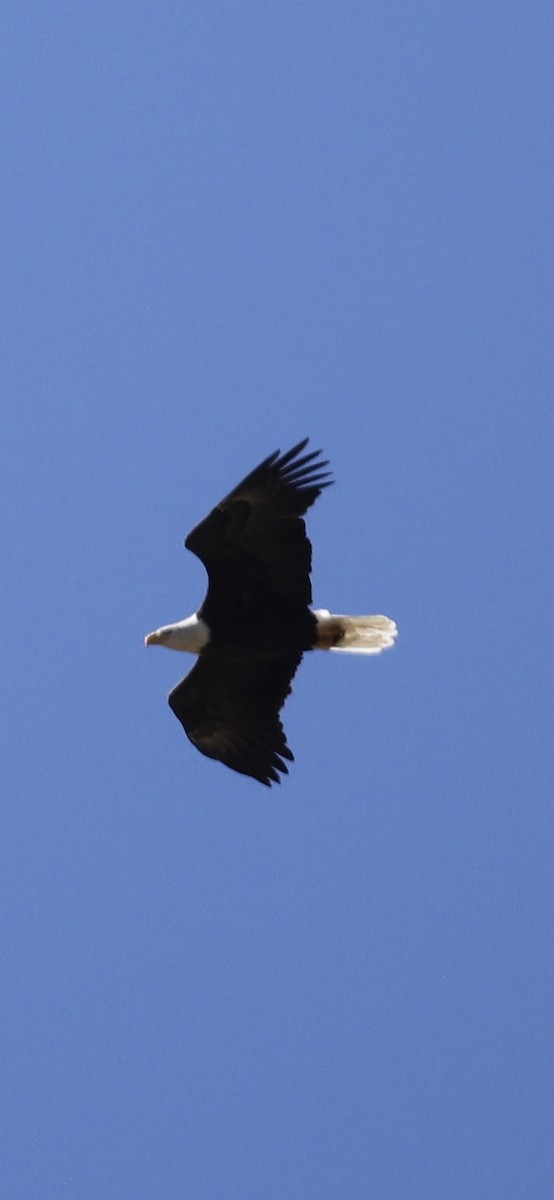Bald Eagle - ML642069384