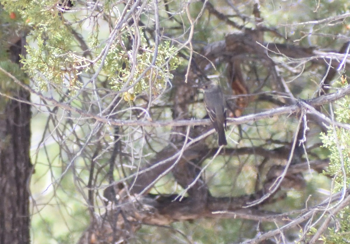 Western Wood-Pewee - ML642069387