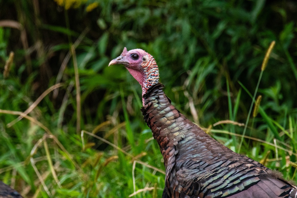 Guajolote Gallipavo - ML642069392