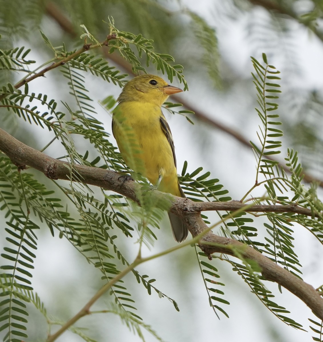 Western Tanager - ML642069394