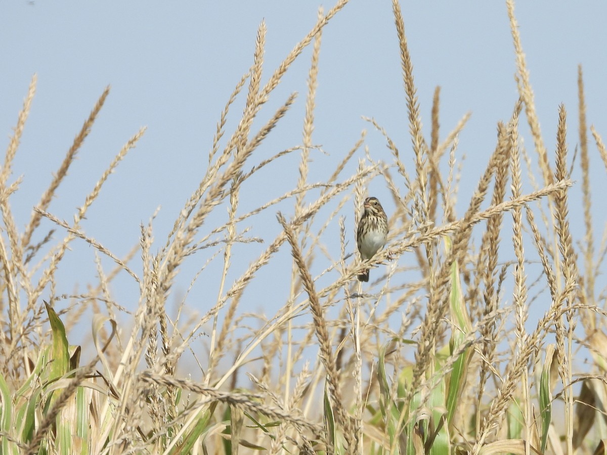 Savannah Sparrow - ML642069395