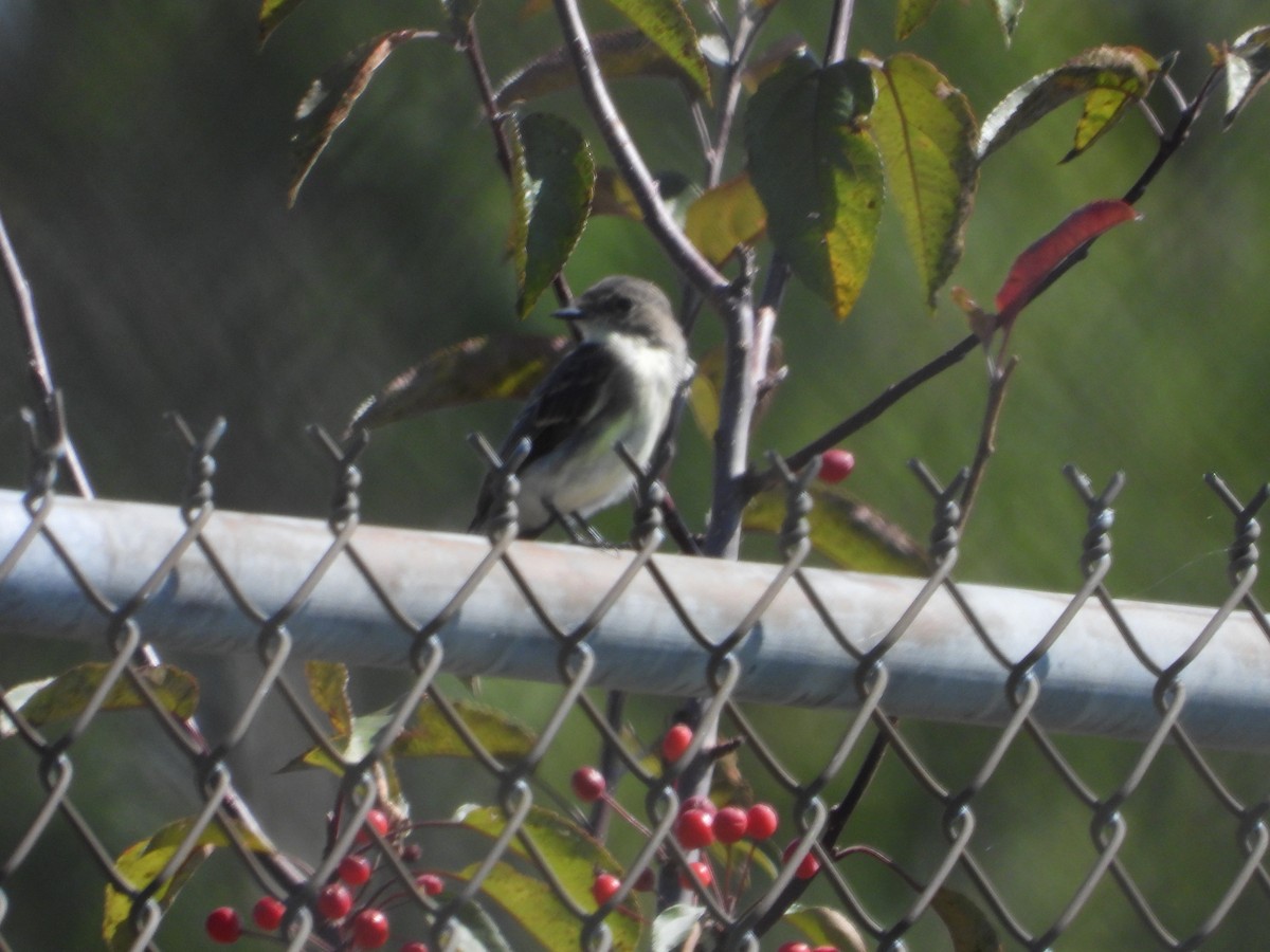 Eastern Phoebe - ML642069397