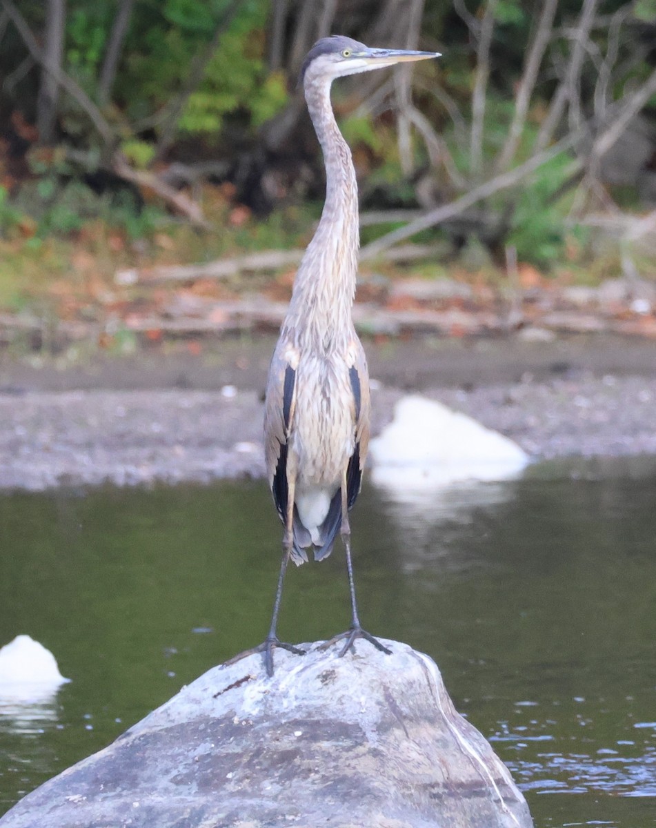 Great Blue Heron - ML642069415