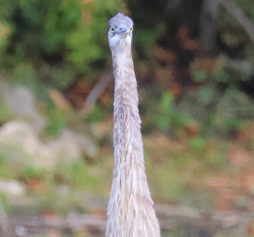 Great Blue Heron - ML642069418