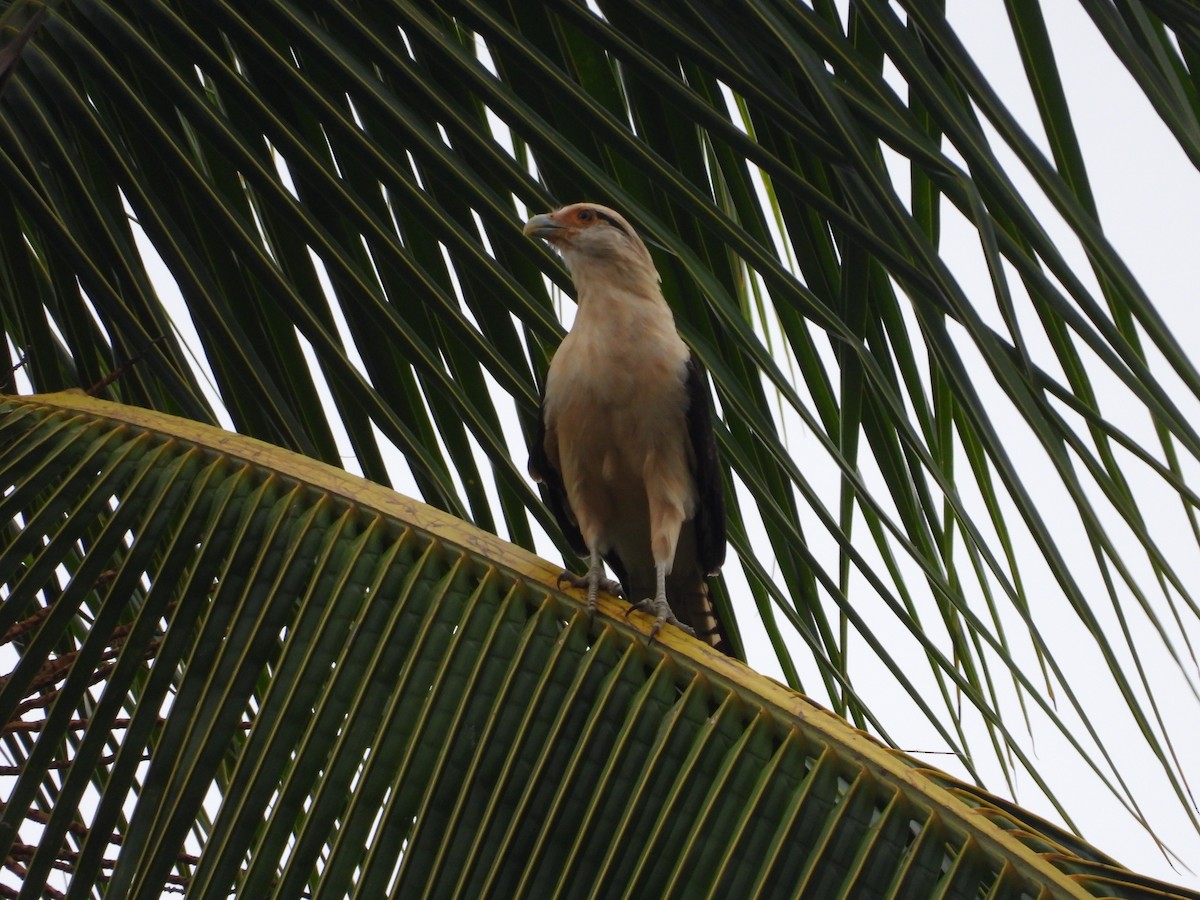Yellow-headed Caracara - ML642069419