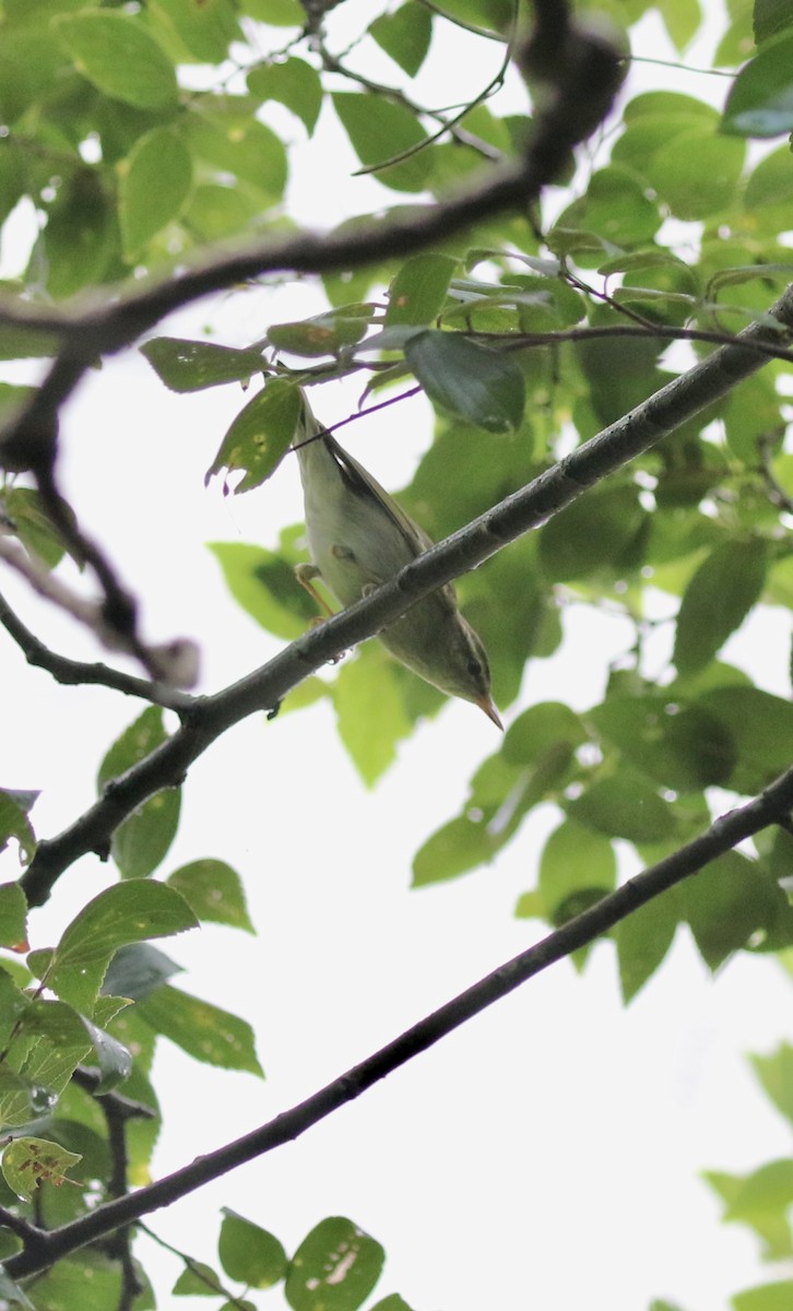 Pale-legged Leaf Warbler - ML642069429