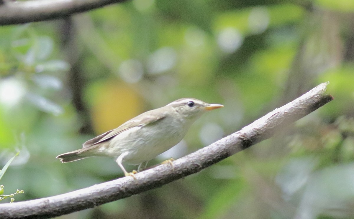Pale-legged Leaf Warbler - ML642069430