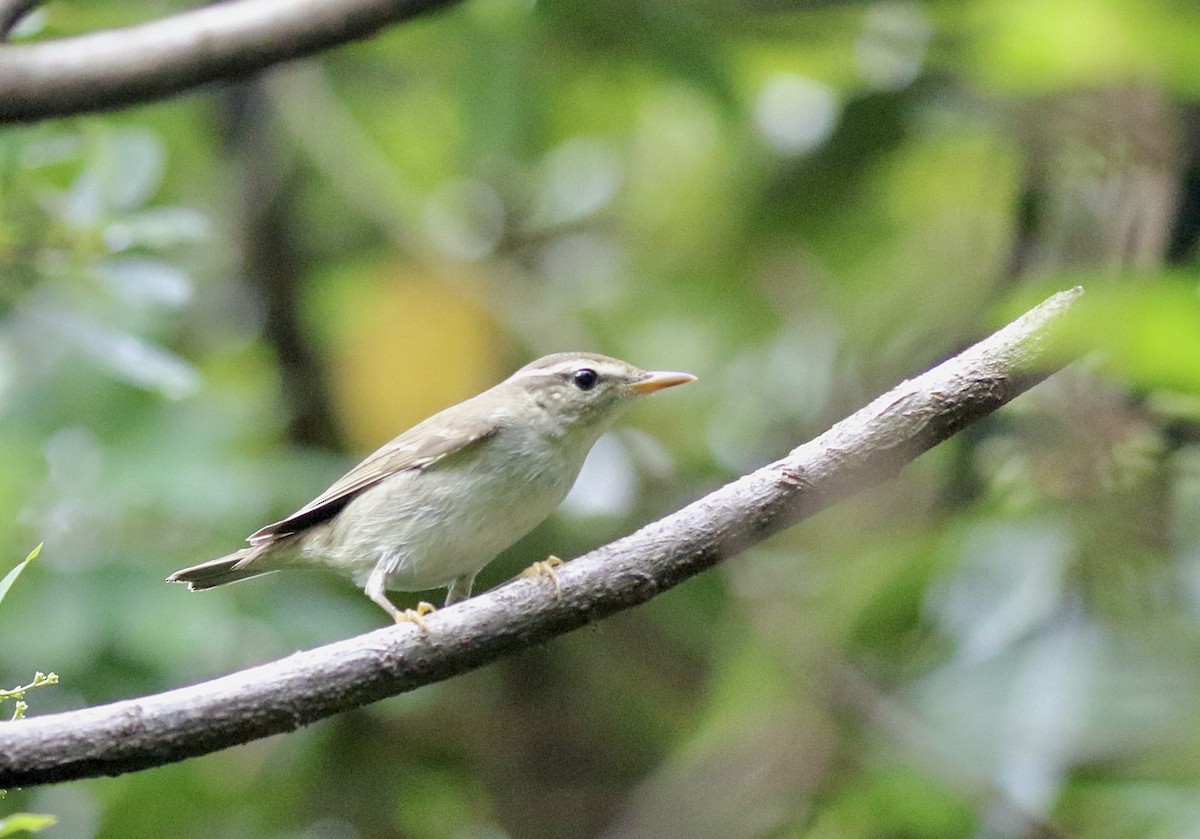 Pale-legged Leaf Warbler - ML642069431