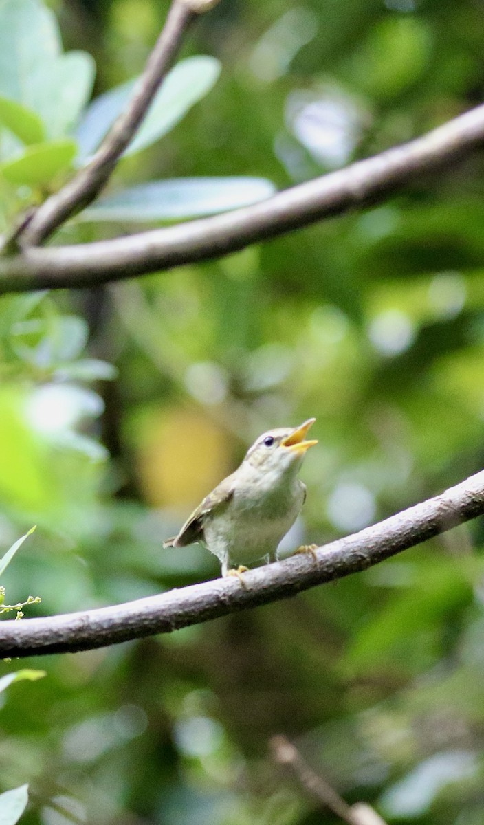 Pale-legged Leaf Warbler - ML642069435