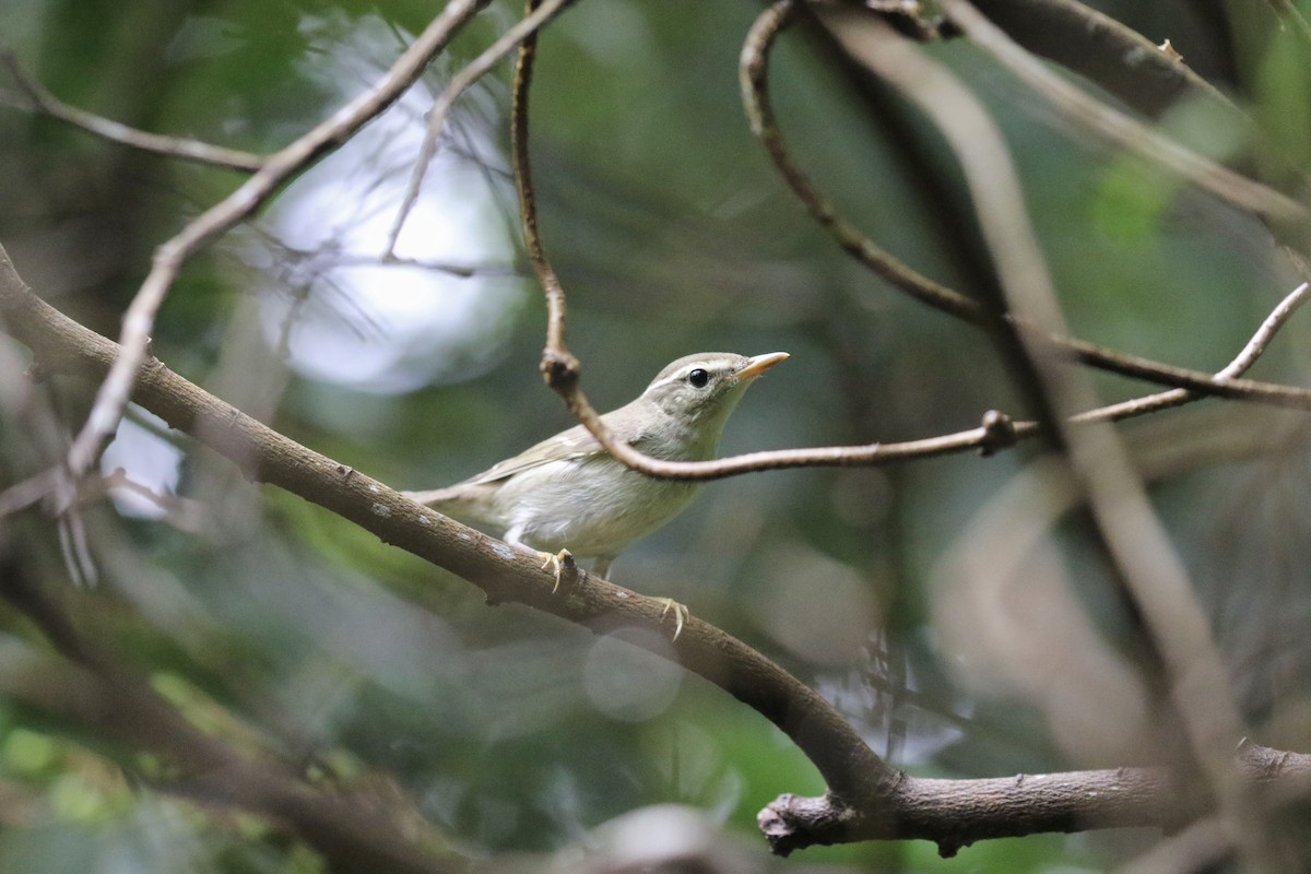 Pale-legged Leaf Warbler - ML642069437