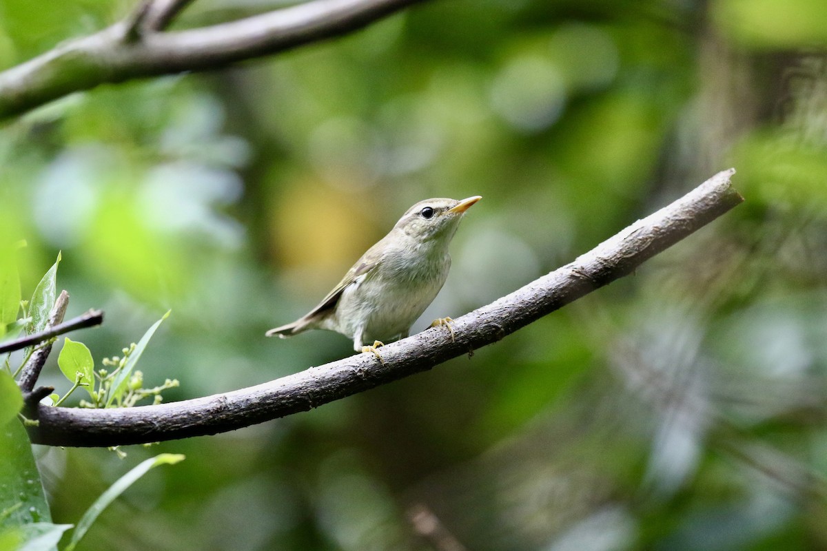 Pale-legged Leaf Warbler - ML642069438