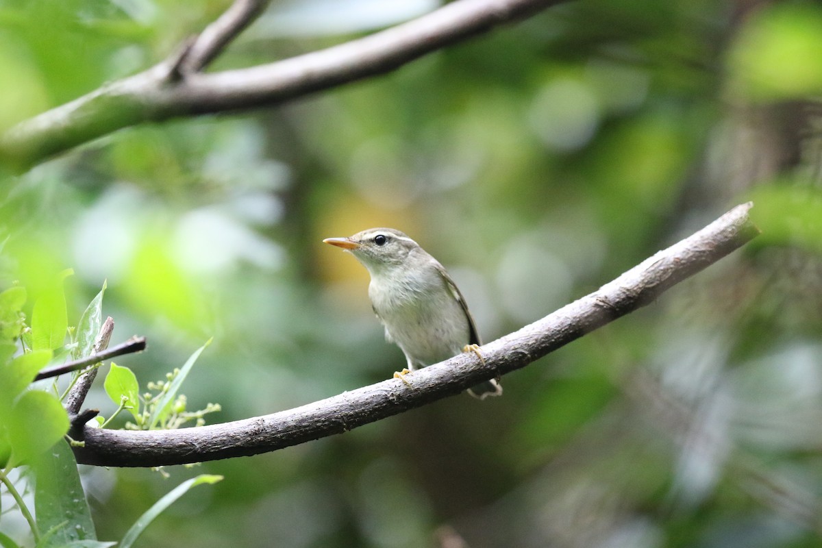 Pale-legged Leaf Warbler - ML642069439