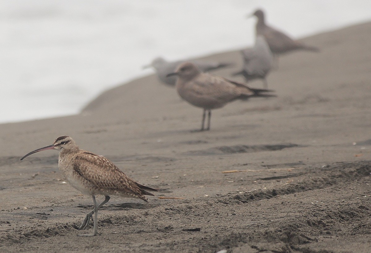 Whimbrel - ML642069441