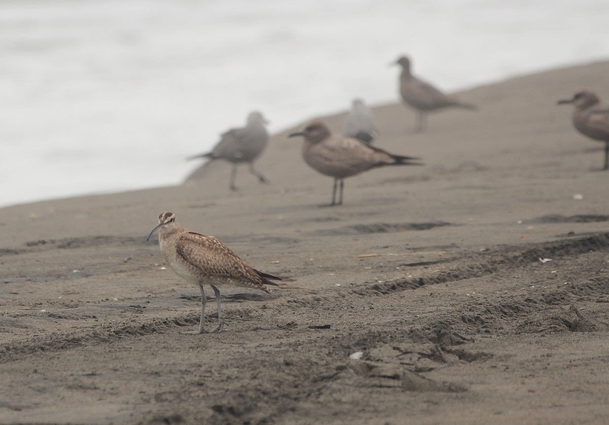 Whimbrel - ML642069442