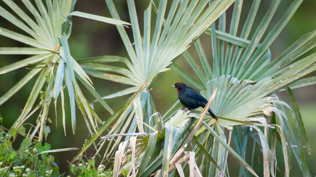 Chestnut-capped Blackbird - ML642069447
