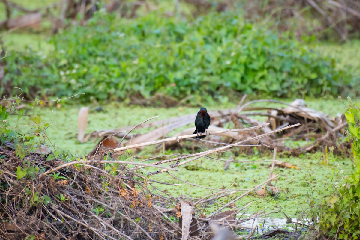 Chestnut-capped Blackbird - ML642069448