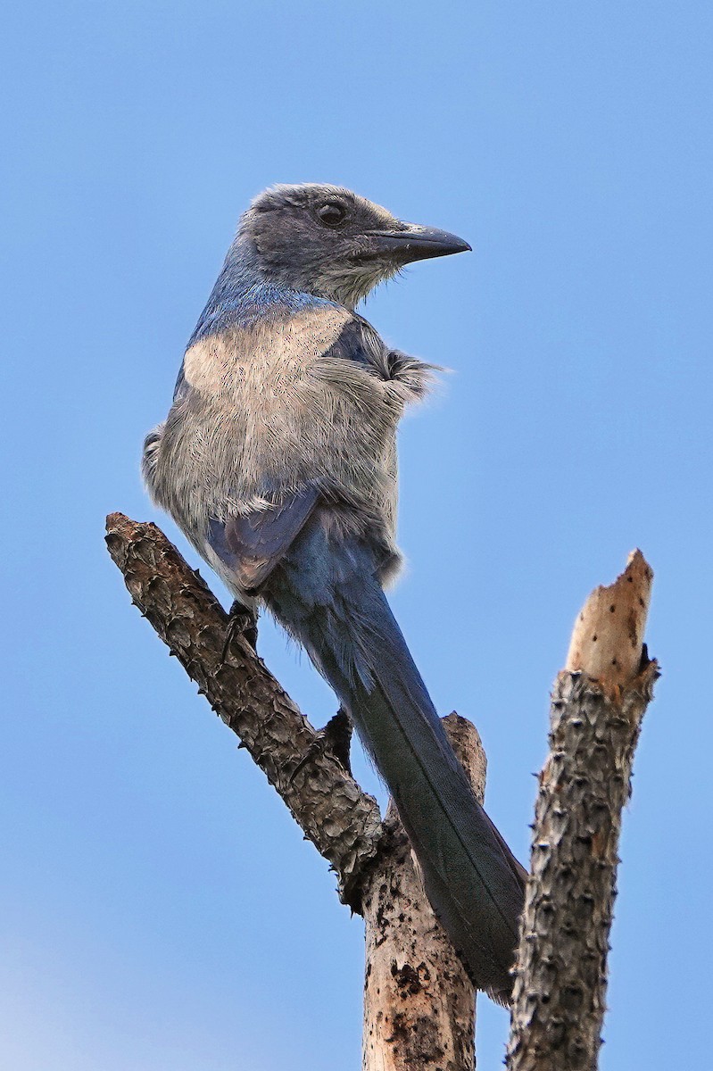 Florida Scrub-Jay - ML642069469