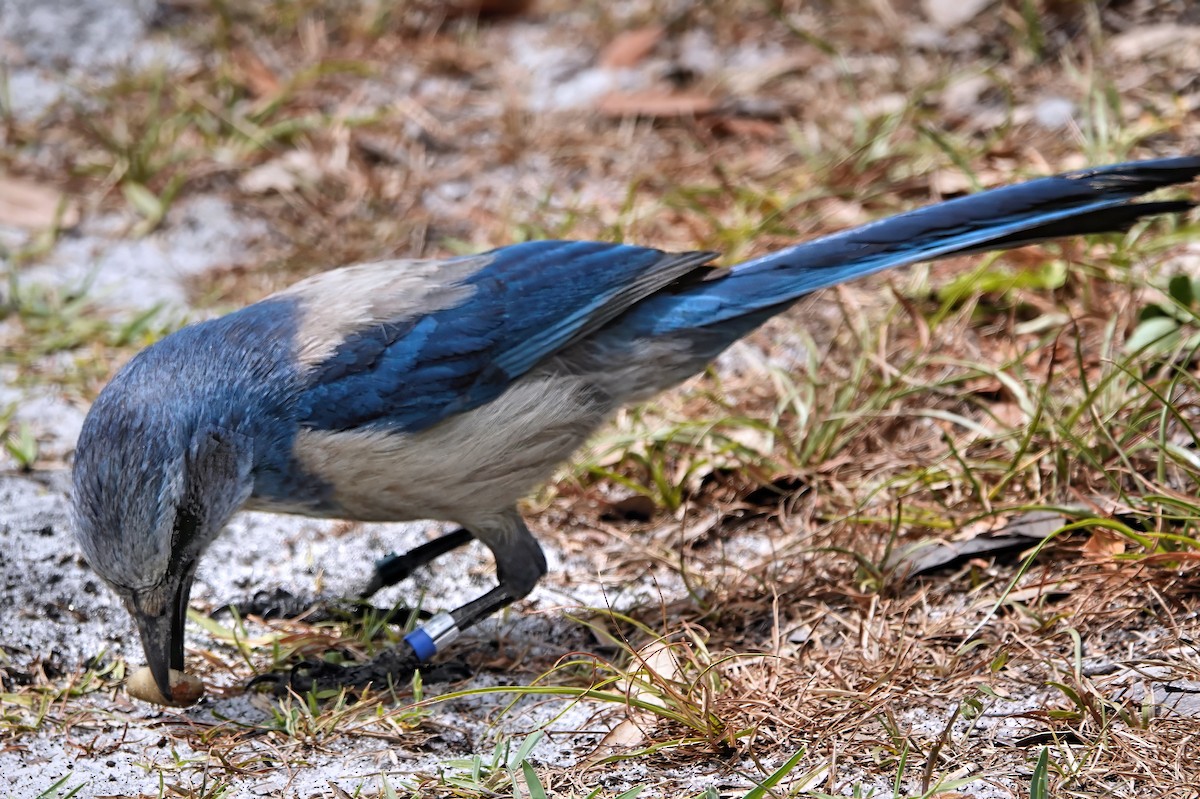 Florida Scrub-Jay - ML642069470